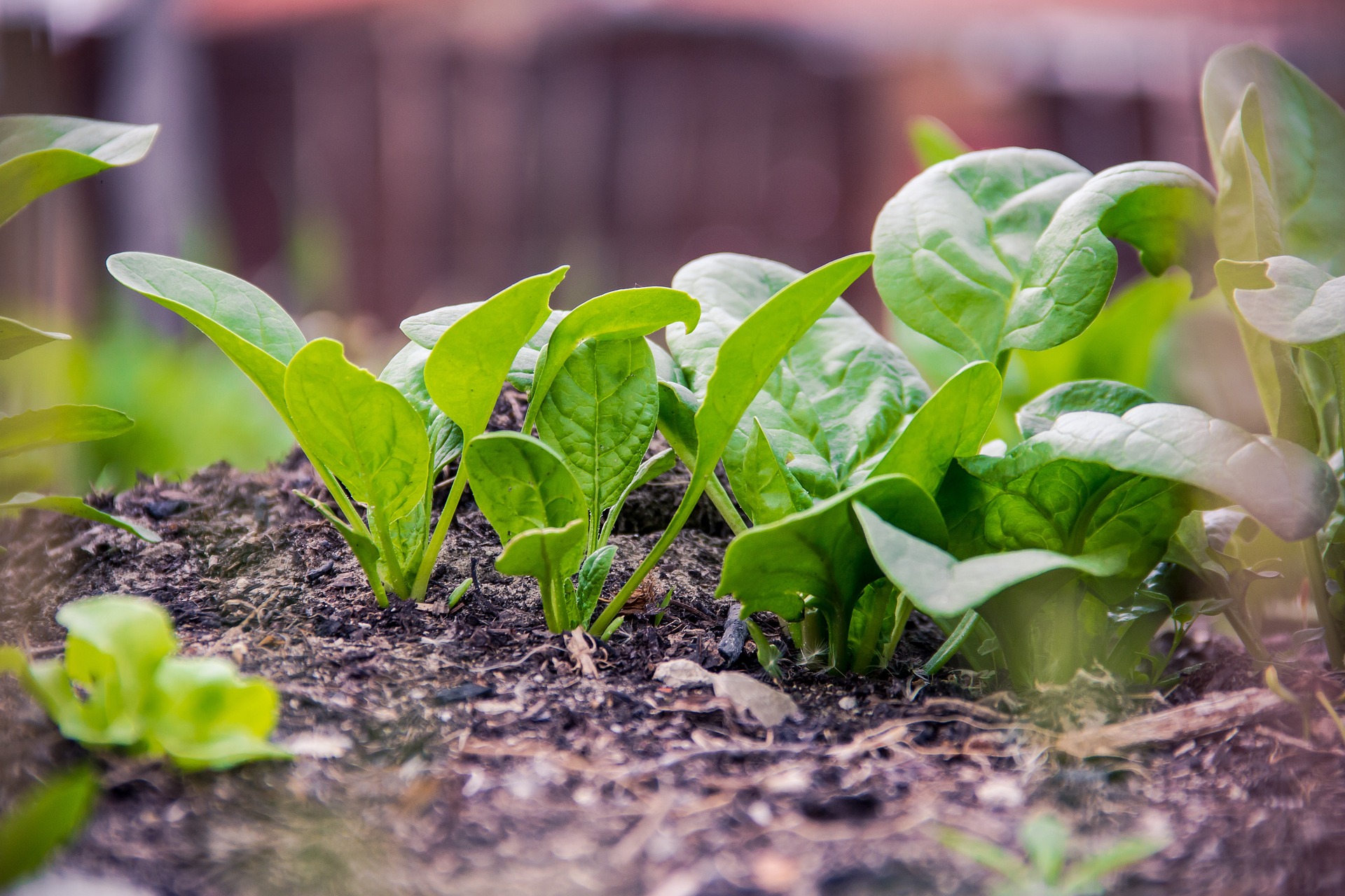 Soil Health